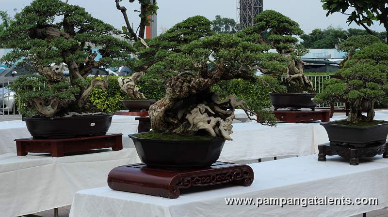 Windswept - Bantigue Bonsai 