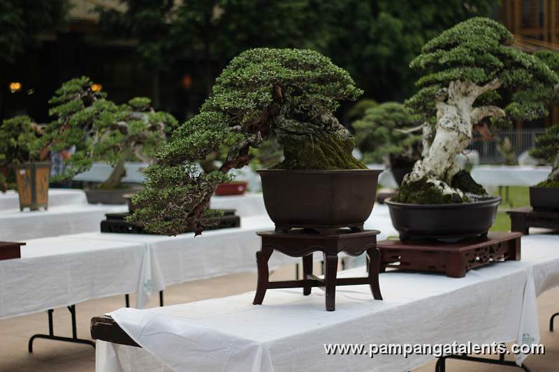 Semi - cascade - Bantigue Bonsai