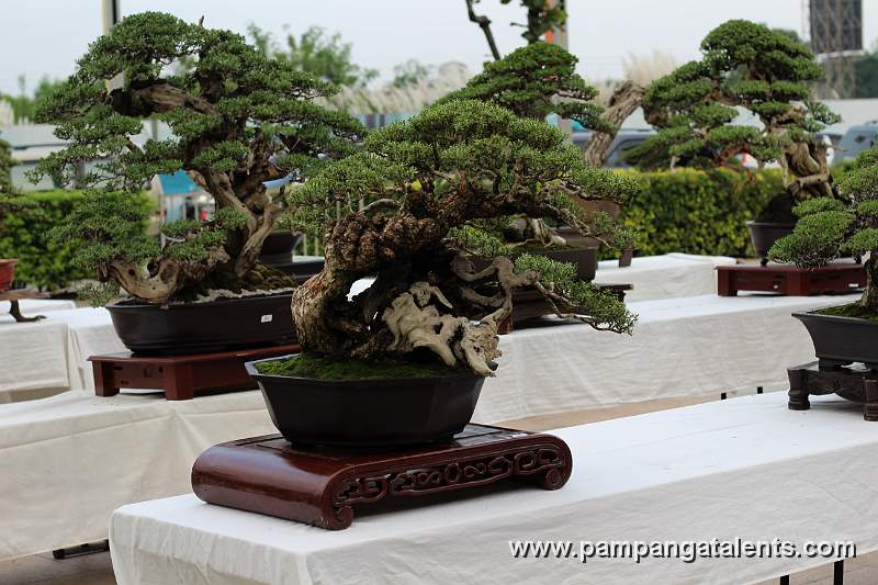 Slanting - Bantigue Bonsai