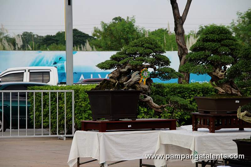 Semi - cascade - Bantigue Bonsai 