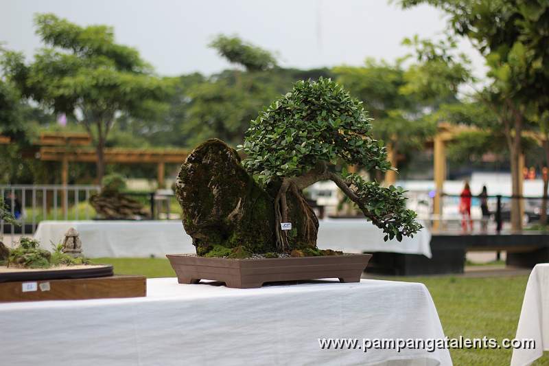 Root over rook - Ficus nana