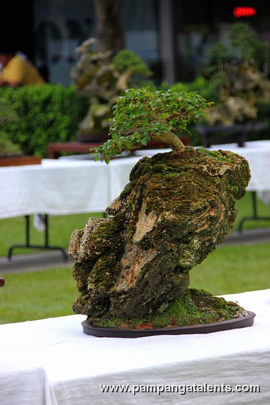 Rockgrown - mulawin Bonsai 