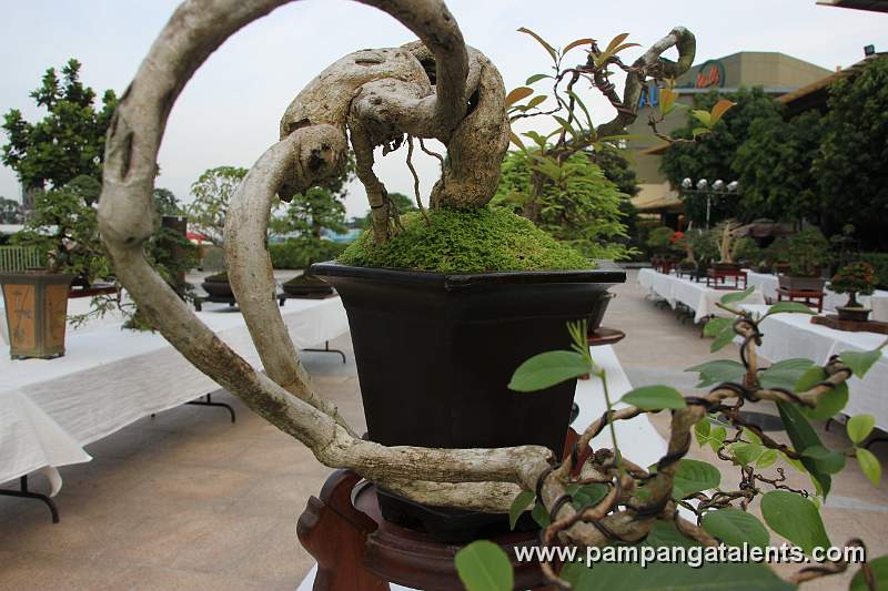 Bonsai deatil 1