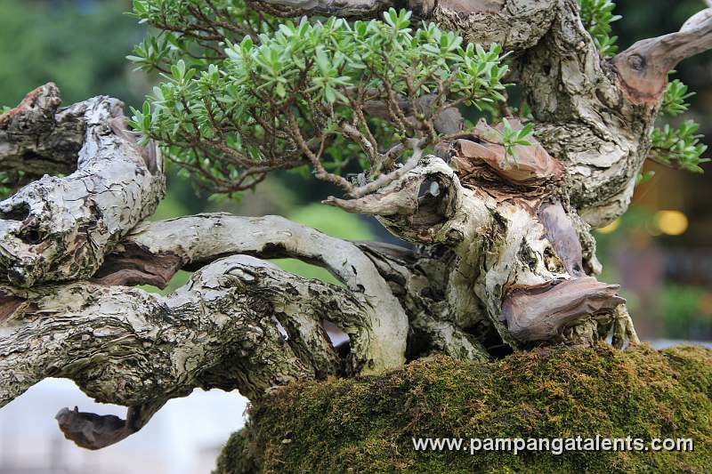Bonsai deatil 2