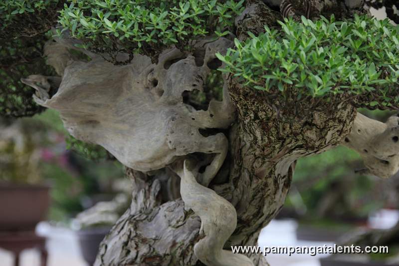 Bonsai deatil 4