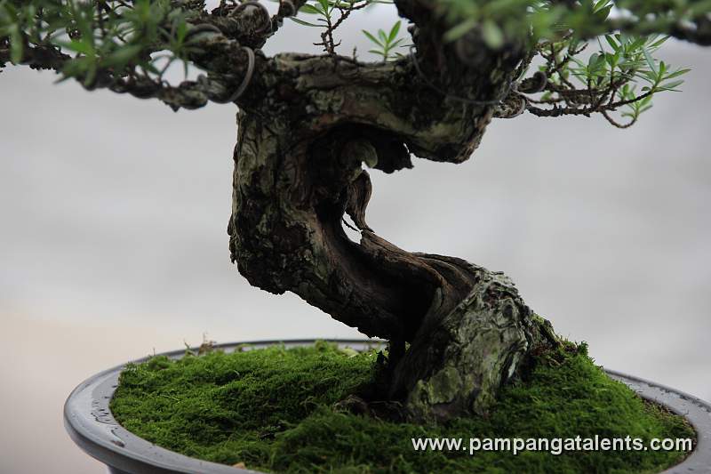 Bonsai deatil 5