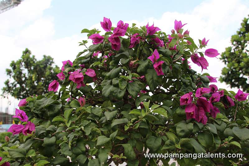 Bonsai deatil 6