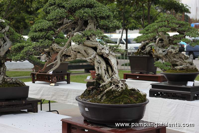 Bonsai deatil 7