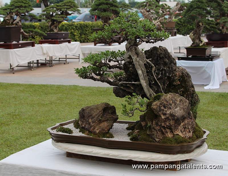 Penjing / Landscape Bonsai