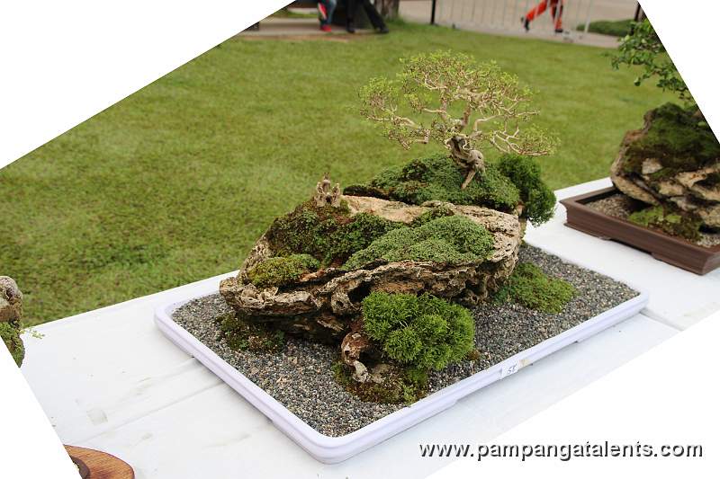 Penjing / Landscape Bonsai
