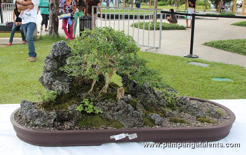 Penjing / Landscape Bonsai