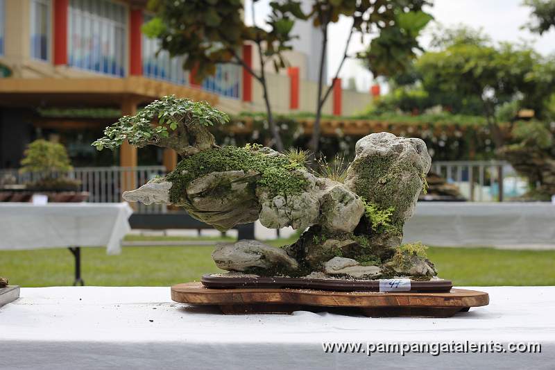 Penjing / Landscape Bonsai