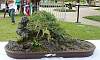 Penjing / Landscape Bonsai