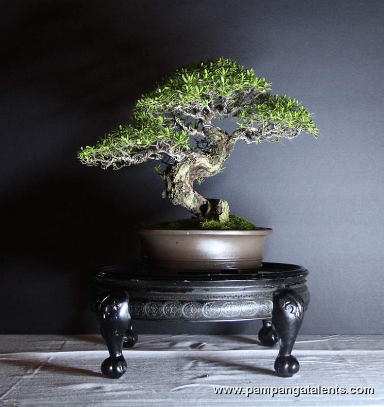 Informal uprithe - Bamtige Philippines Bonsai