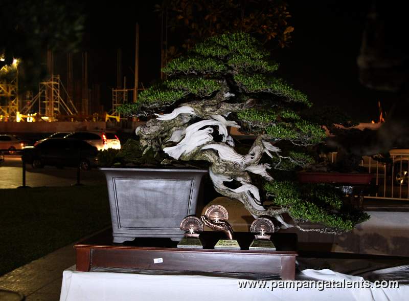 Semi - cascade - Bantigue Philippines Bonsai