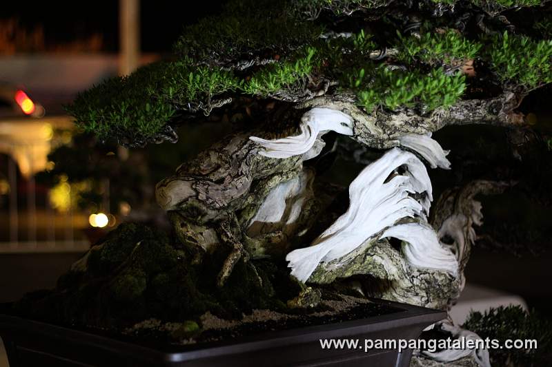 Semi - cascade - Bantigue Philippines Bonsai
