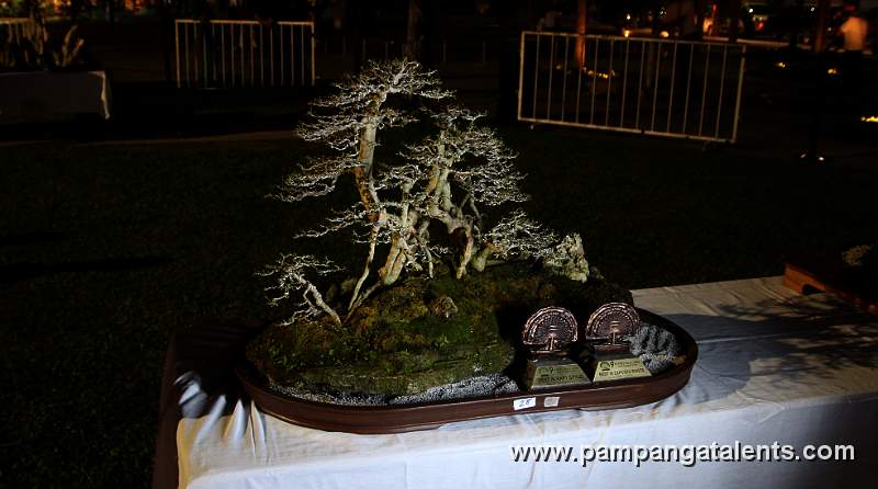 Rafstyle - Mulawin Philippines Bonsai