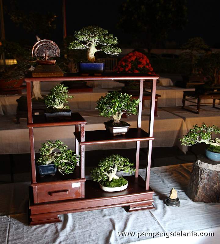 Set of Mame - Philippines Bonsai less than 6 inches