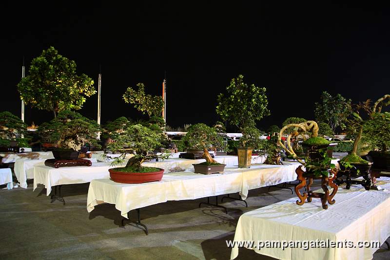 Gallary of Tropical Philippines Bonsai