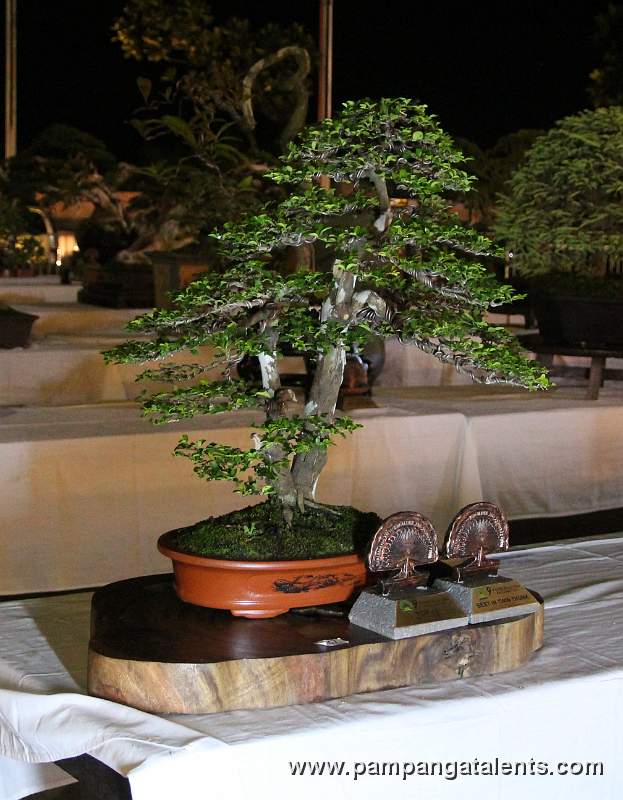 Gallary of Tropical Philippines Bonsai