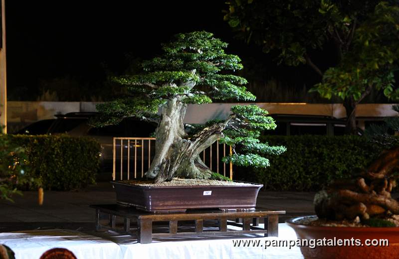 Formal upright - Yang-ya Philippines Bonsai