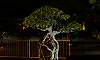 Root over rock - red ficus - Philippines Bonsai