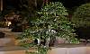 Gallary of Tropical Philippines Bonsai