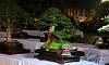 Formal upright - Yang-ya Philippines Bonsai