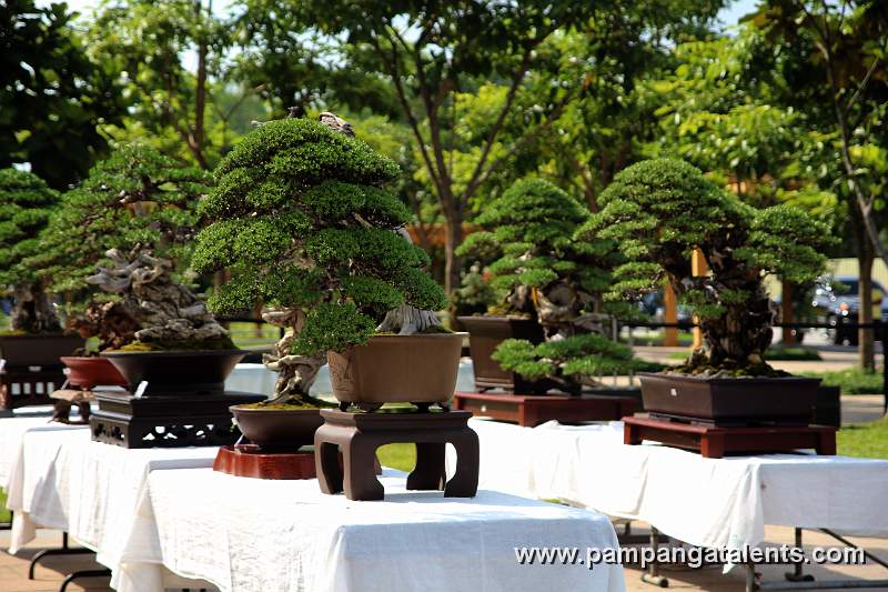 Gallery of Tropical Bonsai
