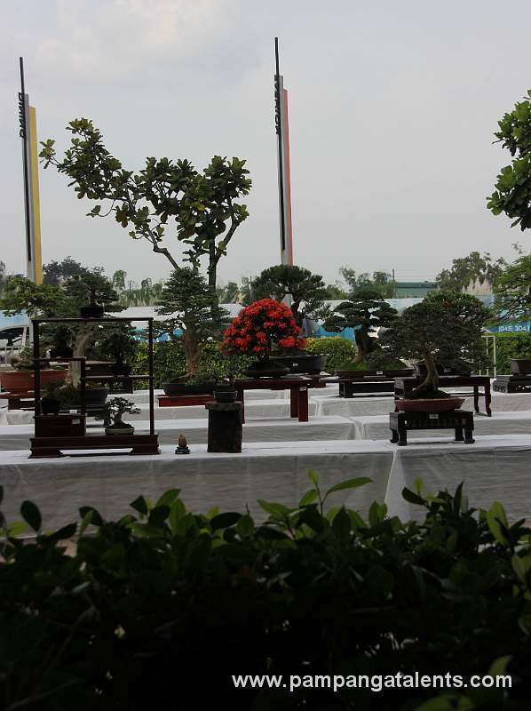 Gallery of Tropical Bonsai