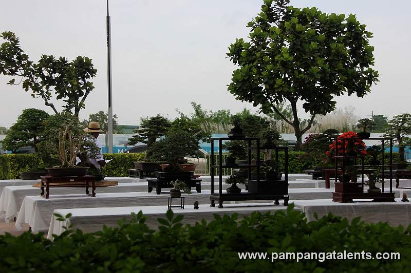 Gallery of Tropical Bonsai