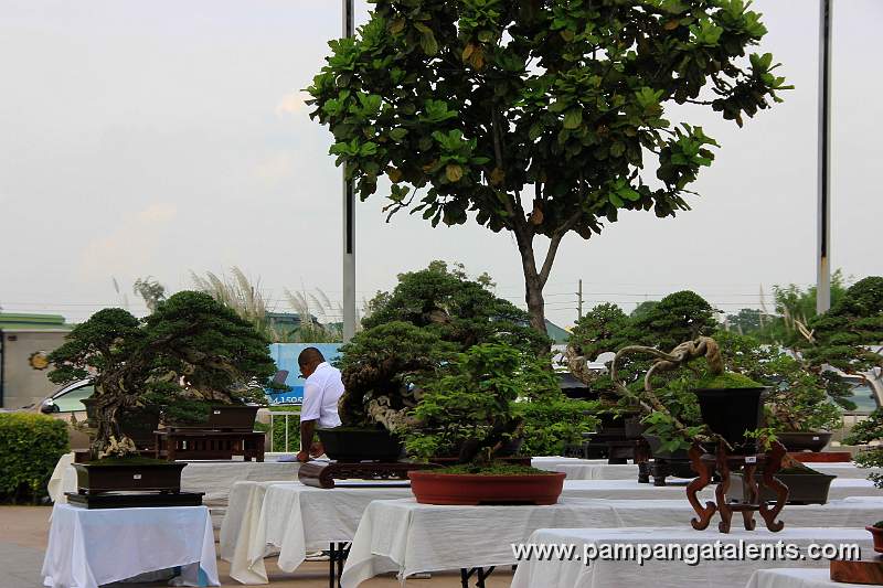 Gallery of Tropical Bonsai