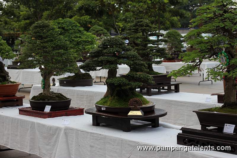 Gallery of Tropical Bonsai