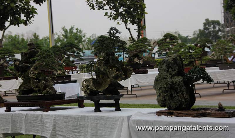 Gallery of Rockgrown Bonsai