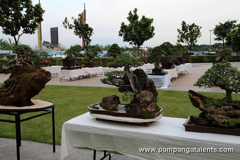 Gallery of Rockgrown Bonsai