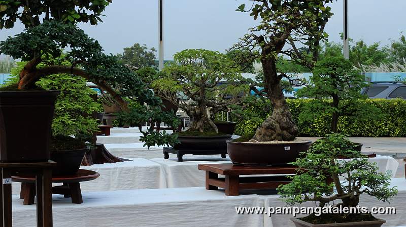 Gallery of Tropical Bonsai