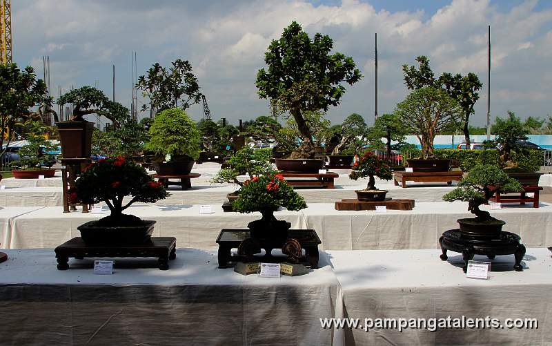 Gallery of Tropical Bonsai