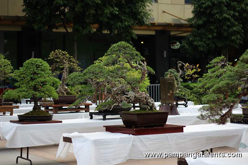 Gallery of Tropical Bonsai