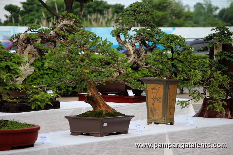 Gallery of Tropical Bonsai