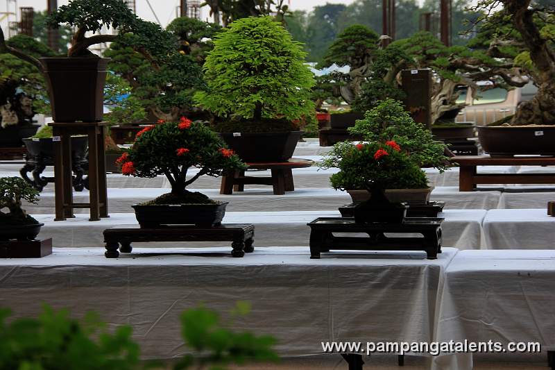 Gallery of Tropical Bonsai