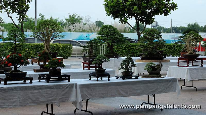 Gallery of Tropical Bonsai