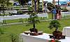 Gallery of Tropical Bonsai
