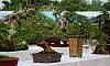 Gallery of Tropical Bonsai