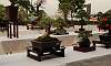 Gallery of Tropical Bonsai