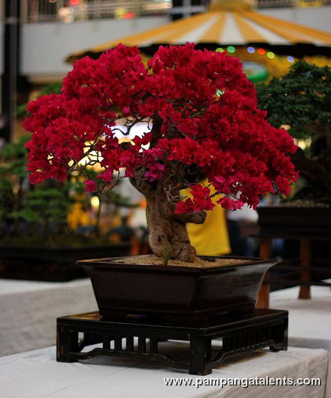 Boungainvillea Bonsai - Formal upright