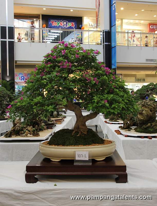 Bougainvillea Bonsai - Informal upright