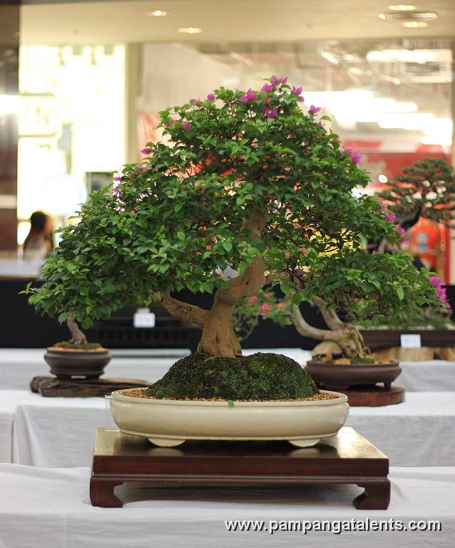 Bougainvillea Bonsai - Informal upright