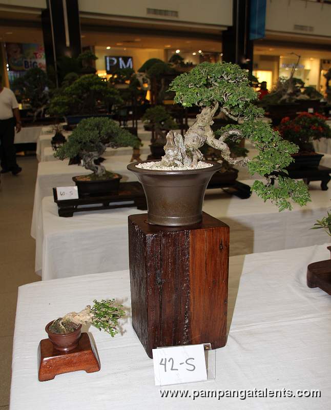 Molave Bonsai - Cascade