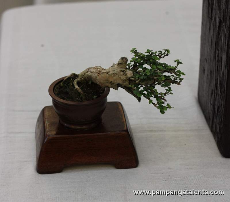 Molave Bonsai - Cascade