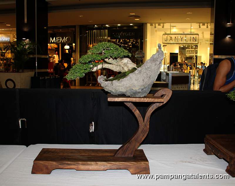 Molave Bonsai - Rock clasping